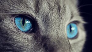 Se sei emozionalmente “reattivo” sei ufficialmente destinato ad avere un gatto