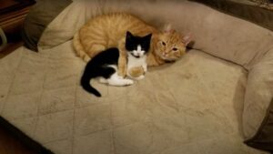 Gatto domestico adotta un gattino randagio e non ha nessuna intenzione di lasciarlo andare via