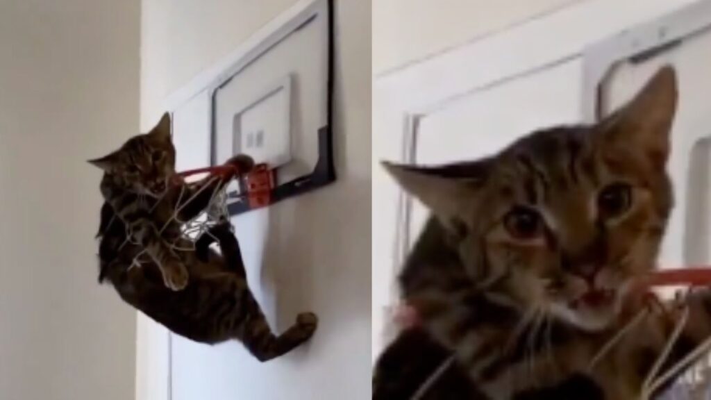 Gatto rimasto intrappolato nella cesta da basket