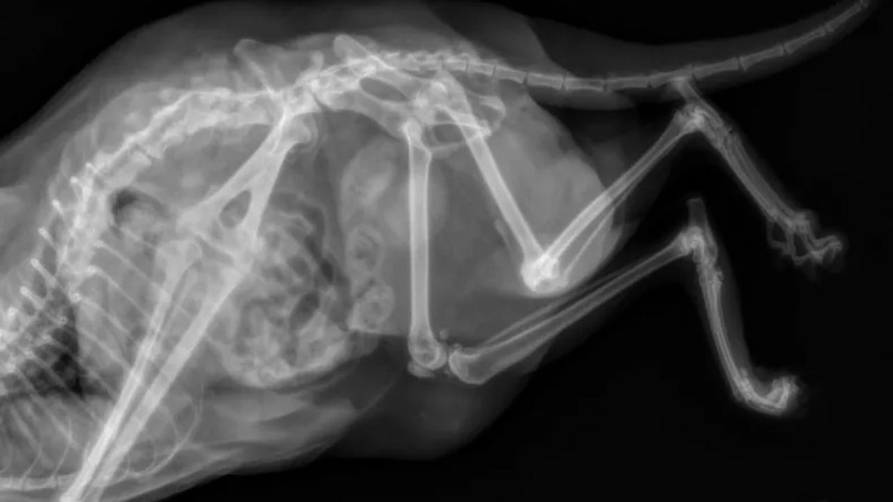 Radiografia gatta con cinque zampe
