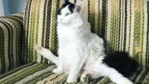 Ha 5 zampe, ma i suoi problemi non finiscono qui: la storia della gatta Leggy Lu è strappalacrime