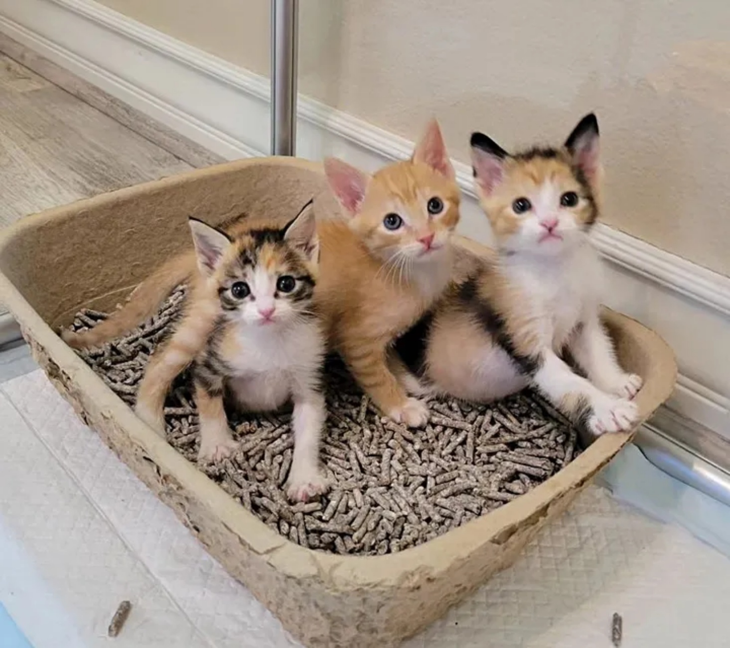 trio di gattini