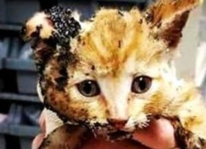 gatto fortunato