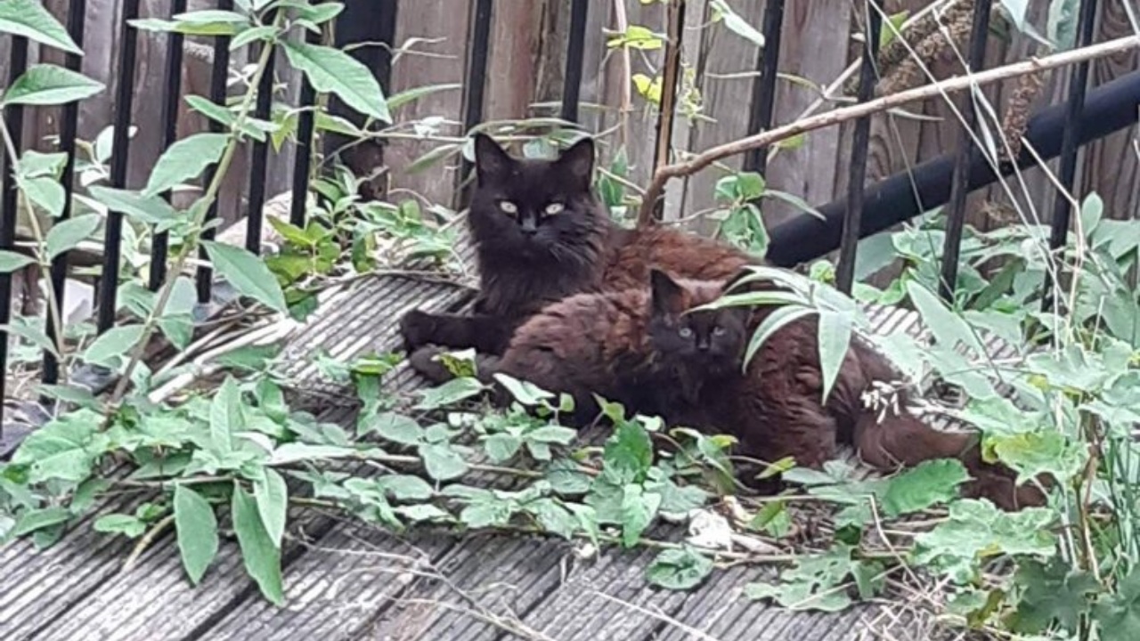 gatta randagia e cuccioli