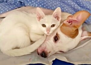 Il bellissimo gatto bianco diventa la migliore medicina per il cucciolo di cane paralizzato