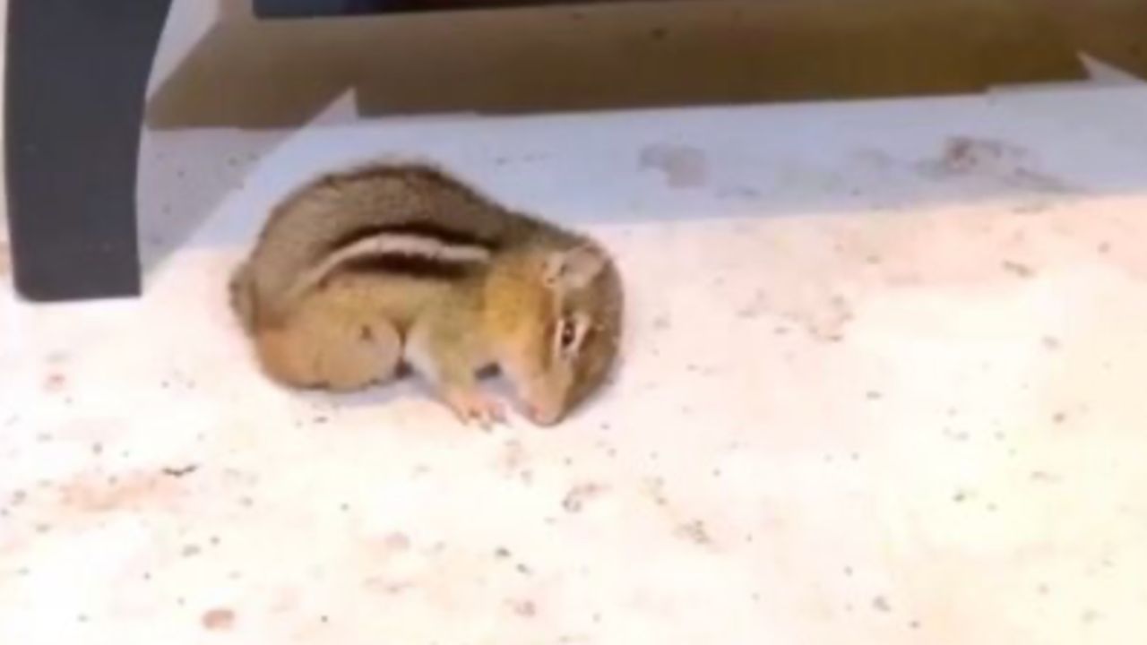 piccolo scoiattolo 