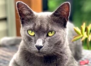 gattino dolce