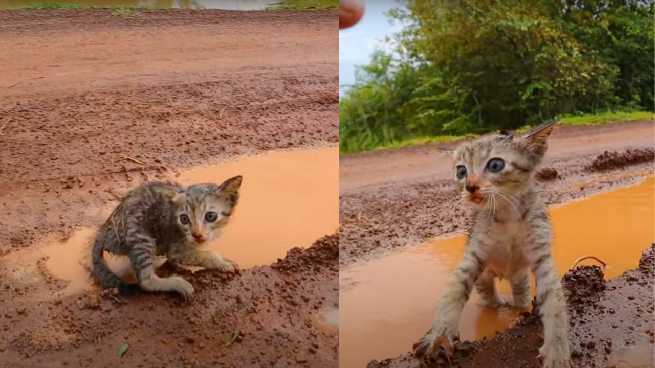 Gattino nel fango