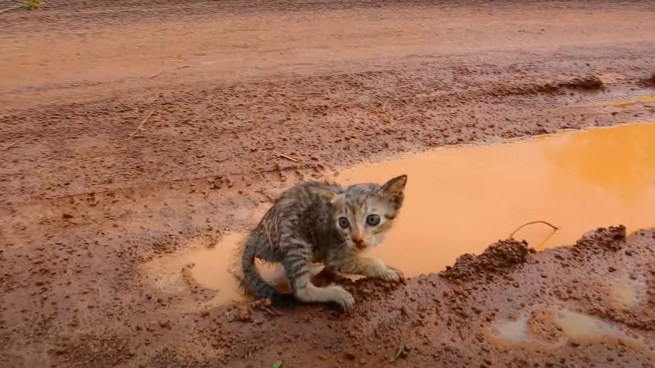 Gattino solo nel fango
