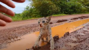 Il gattino randagio in autostrada poteva avere un pericoloso incidente: dovevano salvarlo subito