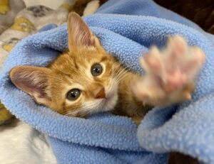 Il gattino, trovato all’aperto, usava solo le zampe anteriori per camminare: ora cerca amore e affetto