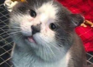 gatto splendido