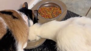 Il gatto e la gallina si scontrano davanti alla ciotola dell’acqua: la scena è senza precedenti