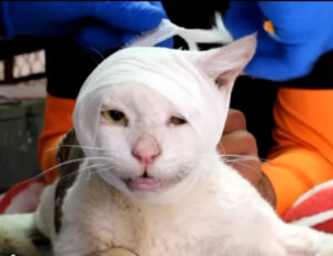 Gattino con testa fasciata
