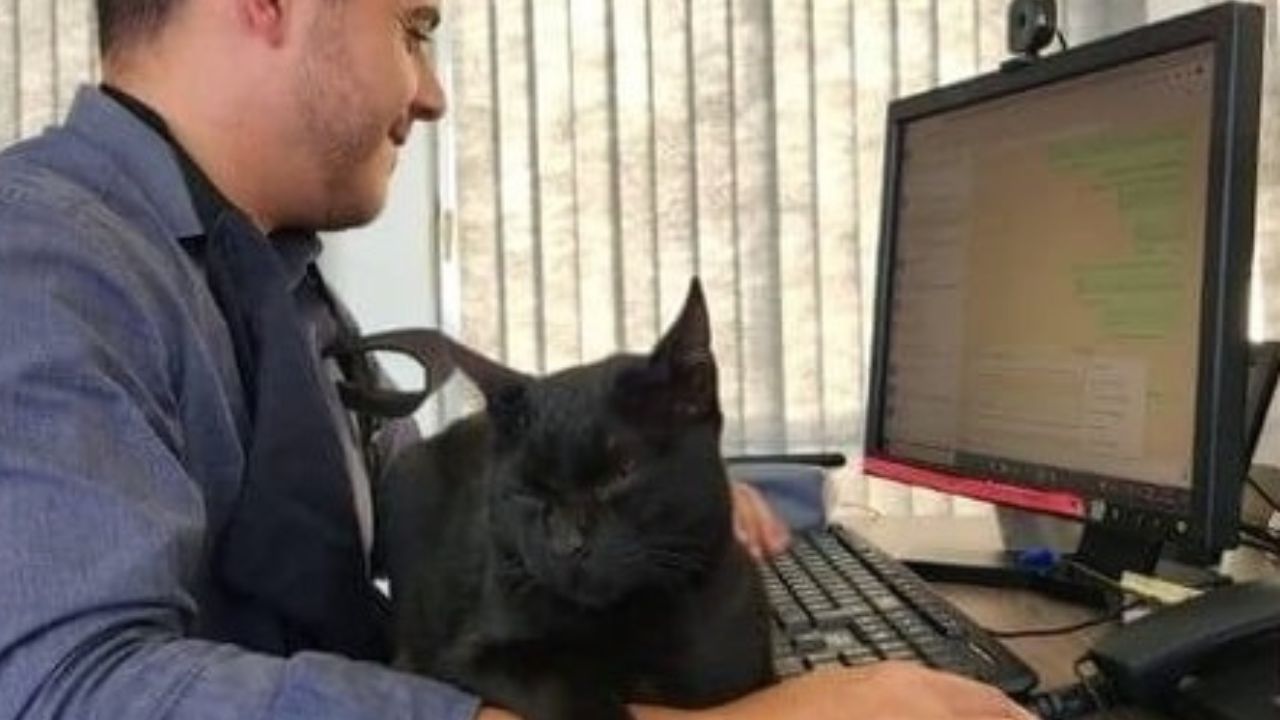 Gatto nero in redazione