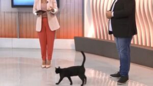 Il gatto nero spunta in diretta e conquista tutti: la sua intrusione al telegiornale fa il giro del mondo