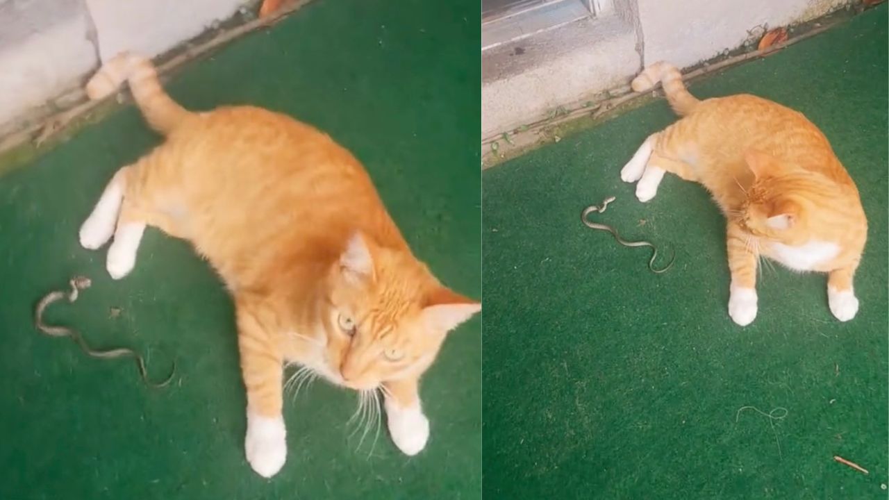Serpente e gatto