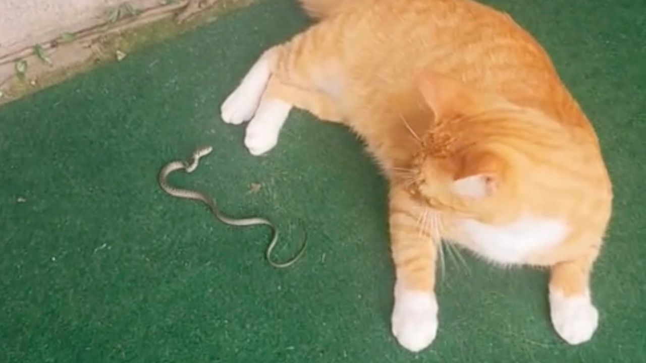 Gatto guarda serpente