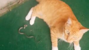 Il gatto viene attaccato da un piccolo serpente, ma sembra tutto fuorché turbato dalla cosa