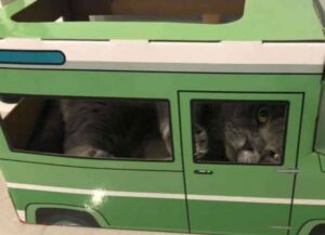 un gatto dentro una Jeep
