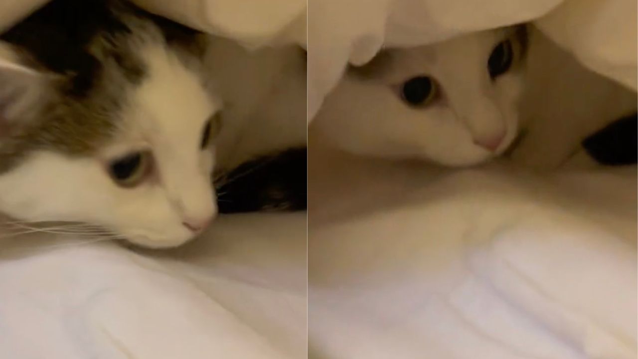 Gatto spaventato sotto le lenzuola