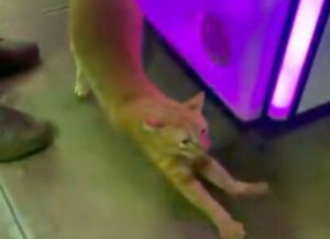 un gatto viene adottato