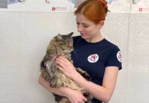 gatto con veterinaria