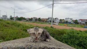 Impaurito, terrorizzato, questo gattino aveva perso tutto e non sapeva come trovare del cibo