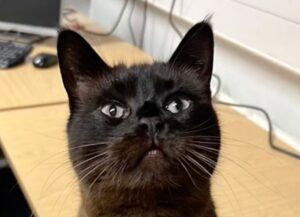 gatta tenera