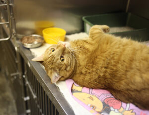 In questo Paese i proprietari di gatti si sono riuniti per chiedere una banca del sangue felina