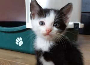 Indifeso e solo, questo gattino bianco e nero vagava per la strada, una coppia lo ha visto per caso