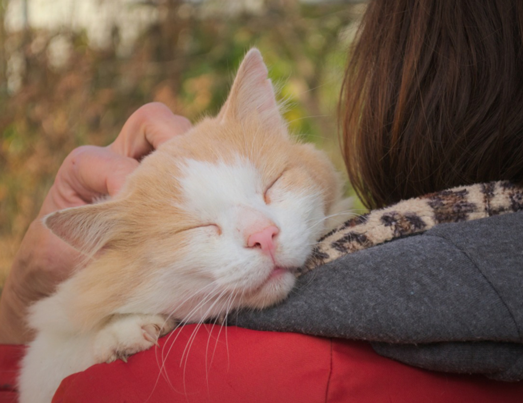 Gatto abbraccia la sua umana