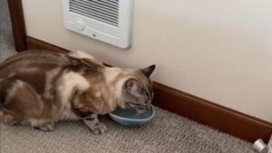 Gatto beve ciotola dall'acqua