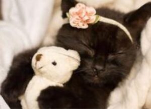 dolce gattina