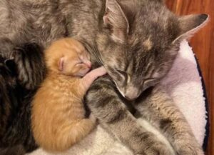 La gatta cerca di tenere i suoi cuccioli sotto in tronco, pur di ripararli dalla pioggia battente