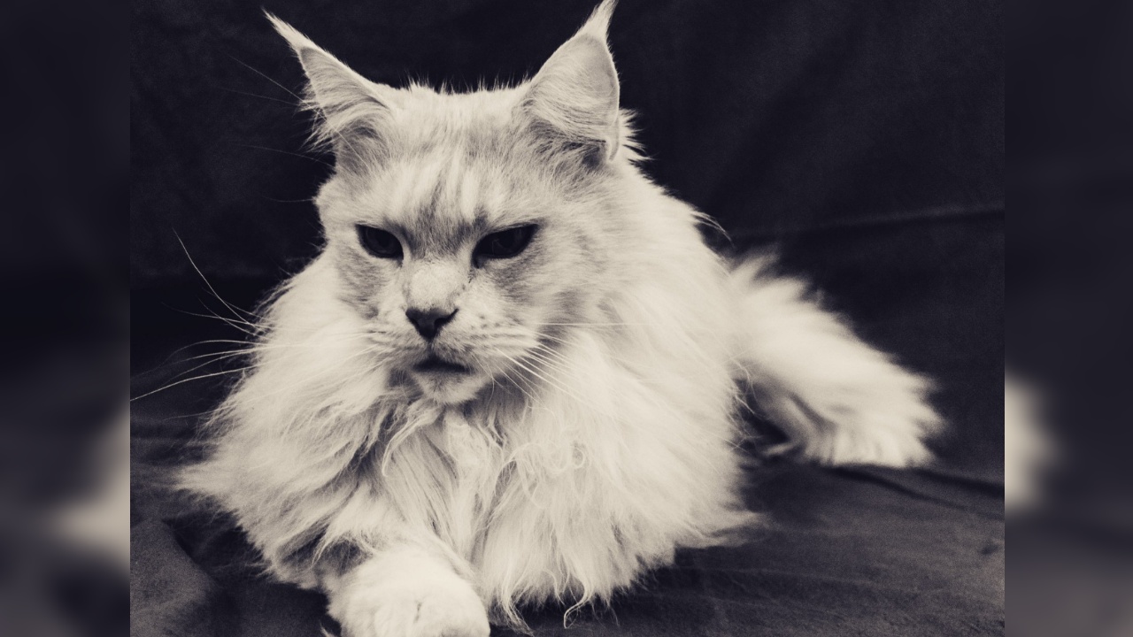 maine coon