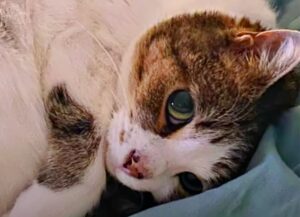 gattina fantastica