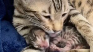 L’amore di mamma gatta per il suo gattino è qualcosa che non è possibile spiegare a parole