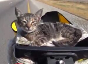 un gatto fenomenale