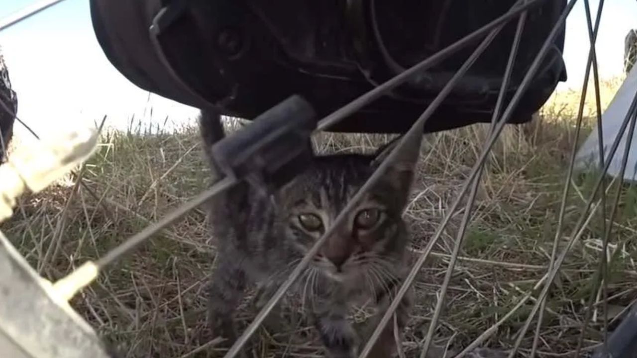 il gatto viaggiatore