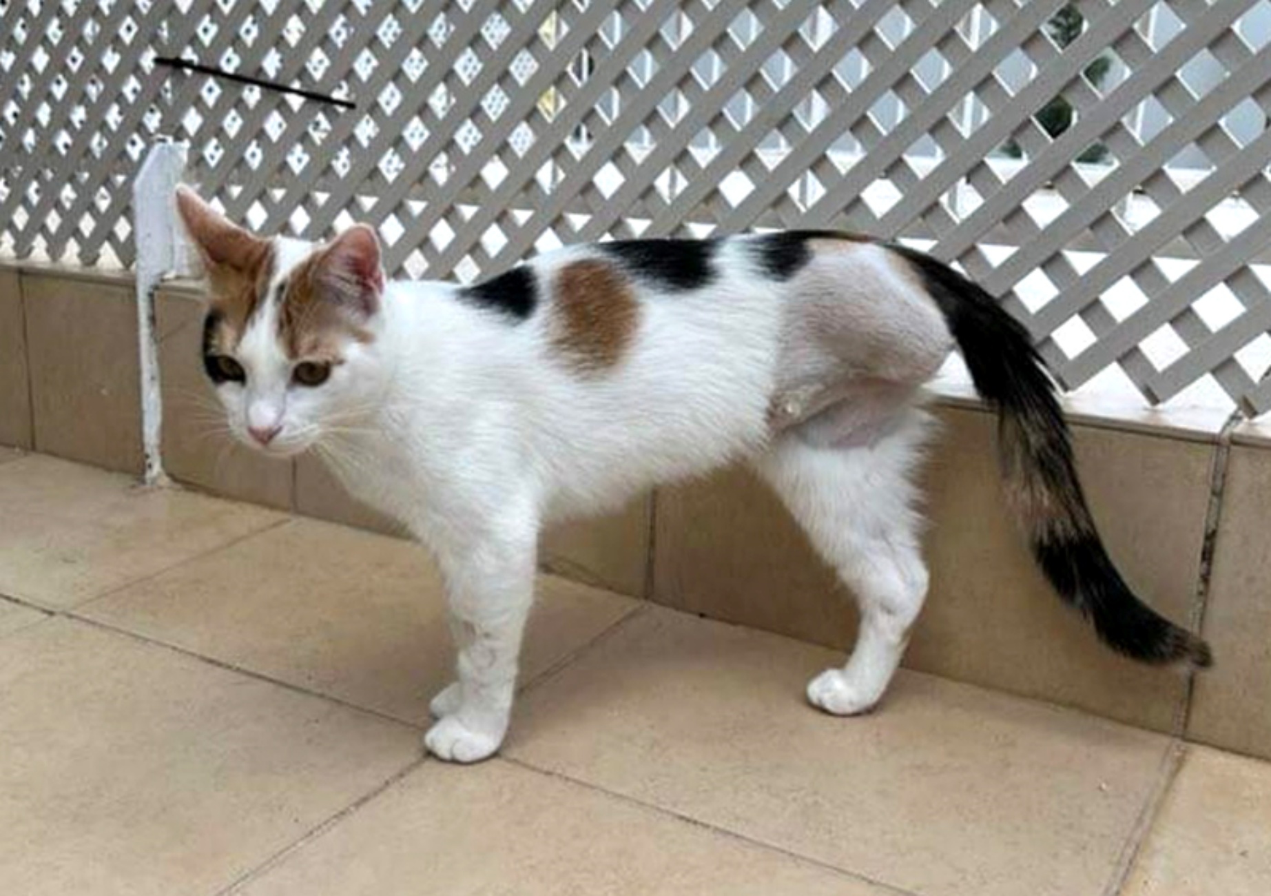 micia tripode