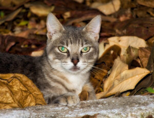 Lo dice la scienza: il tuo gatto sa sempre dove sei, anche se non ti sta guardando