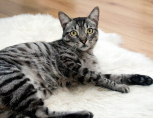 Lo dicono gli esperti: questi sono i 5 modi davvero efficaci per allungare la vita del tuo gatto