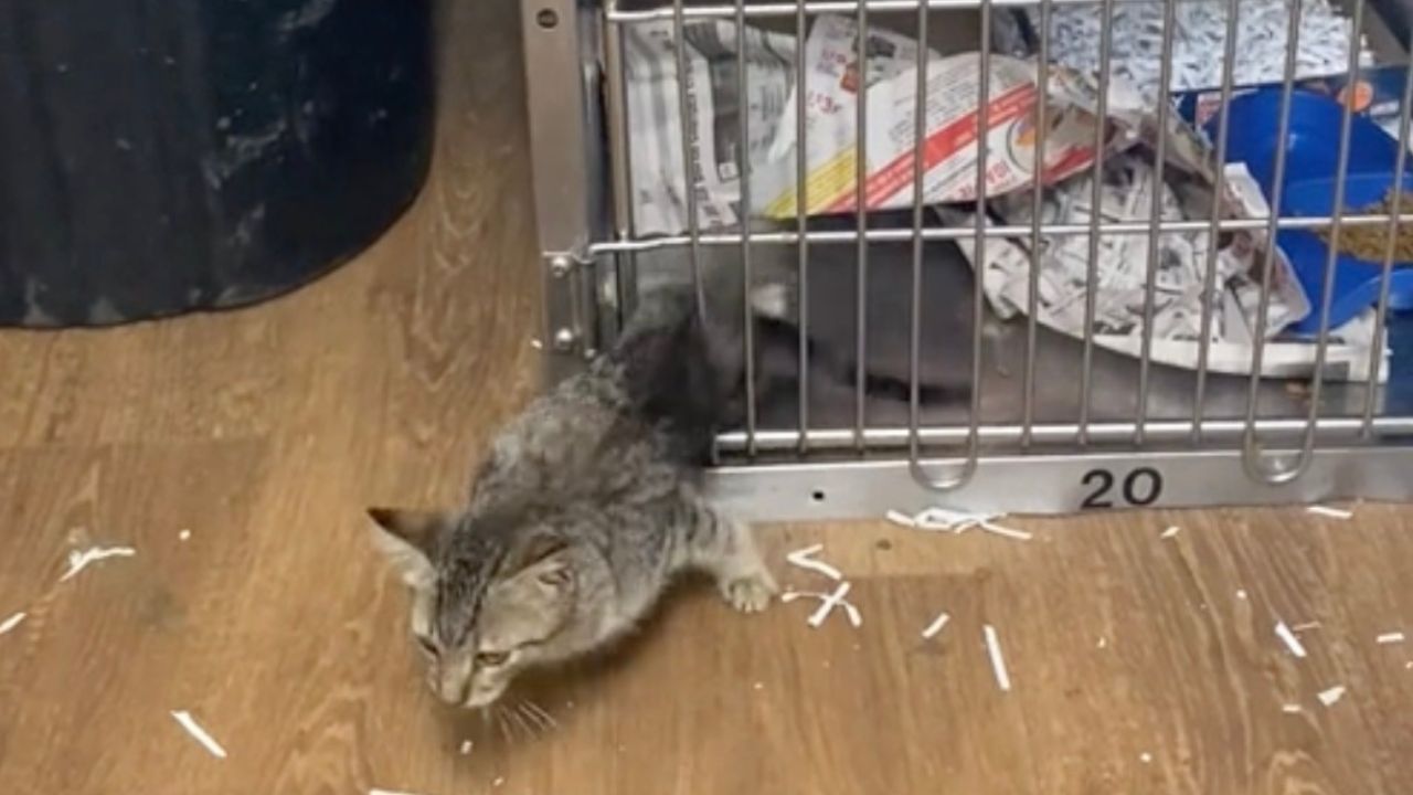 Gatto scappa dalla gabbia