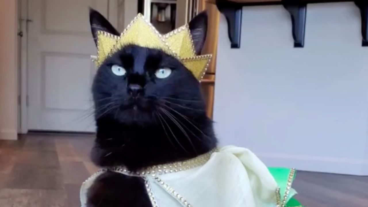 Gatto con corona in testa