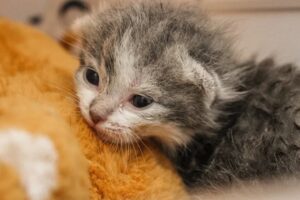 Mamma gatta muore dopo il parto: il gattino trova conforto abbracciando stretto un peluche