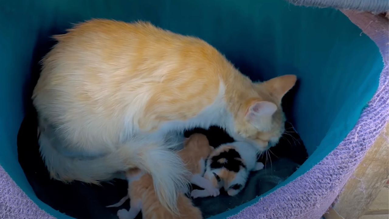 Mamma gatta riposa coi cuccioli