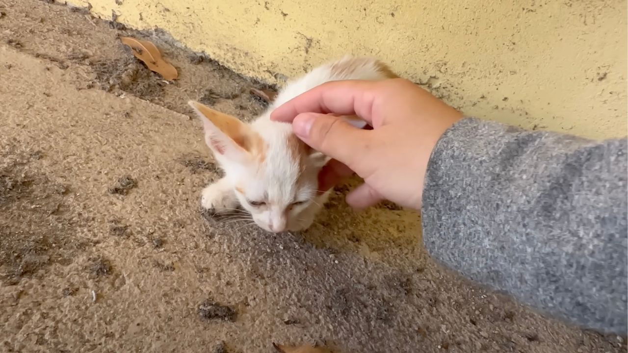 Piccolo gatto bianco