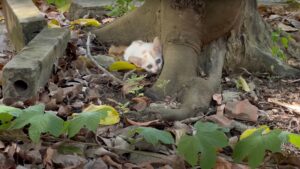 Miagolava in modo straziante, in preda al panico: il gattino era solo dentro una casa abbandonata