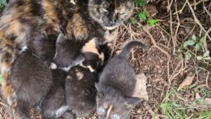 Nel giardino, al freddo: la mamma e i suoi gattini non pensavano di potersi salvare